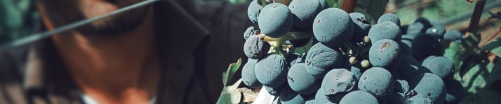 Photo d'une vigne avec un viticulteur